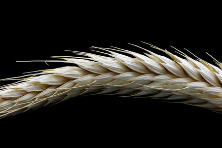 close-up ear of wheat isolated on black background