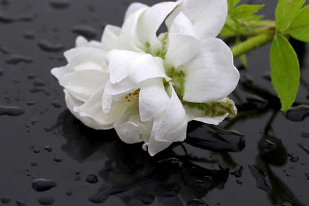 flowers of a plant on golden bokeh backgroundの写真素材