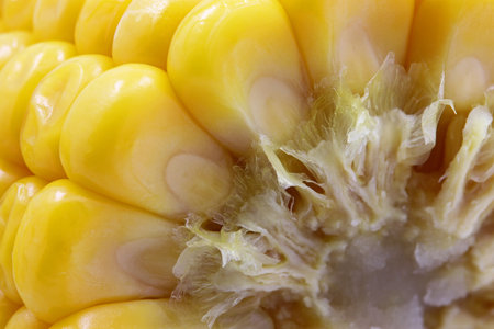 close-up boiled corn on the cobの写真素材