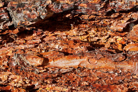 close-up bark of a pine tree texture background