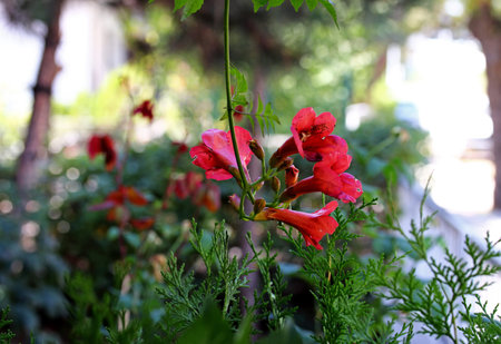red flowers in the garden