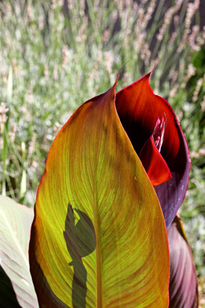close-up of green leaf with shadow background