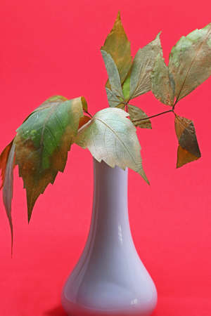 dry leaves in a white porcelain vase on a red backgroundの写真素材