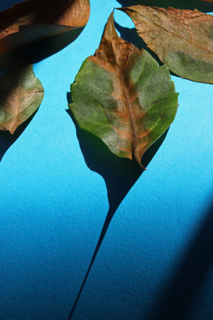 dry autumn leaf on blue background