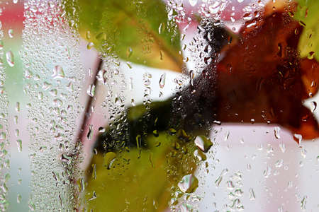flowers behind water drops on glassの写真素材