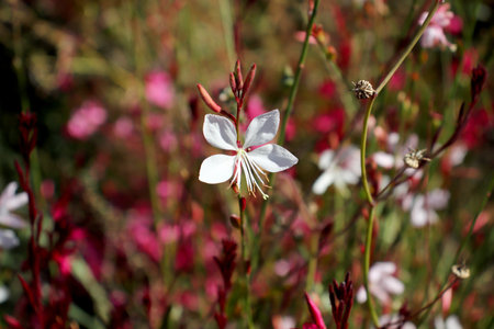 pink and white flowers in the gardenの写真素材