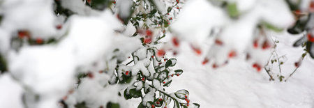 snow-covered branches and red fruits in the gardenの写真素材