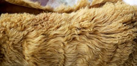 Sheep wool close-up. Sheep wool as a background.