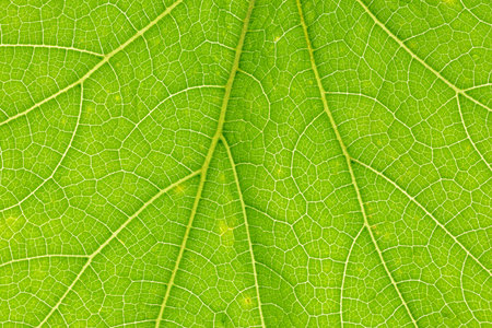 green leaf texture macro close up background for design with copy space for text