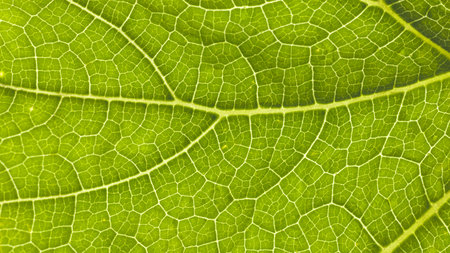 green leaf macro close up texture background for graphic design and web design