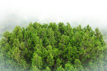 Green pine forest in foggy morning. Nature background. Top view.