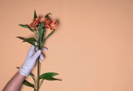 A rubber-gloved hand holds Alstroemeria against a blue backgroundの写真素材