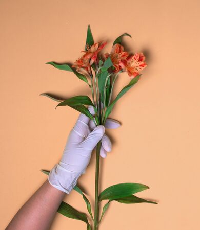 A rubber-gloved hand holds Alstroemeria against a blue backgroundの写真素材