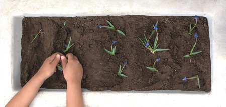 A girl plants flowers in a concrete pot in the spring
