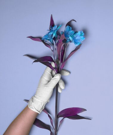 Hand in rubber gloves holds Alstroemeria against a blue backgroundの写真素材