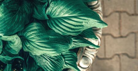 Green Lily of the Valley leaves. Backgroundの写真素材