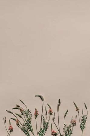 Flower arrangement. Border of fresh flowers in pastel beige tones. Summer concept. Flat sunbed, top view, copy spaceの写真素材