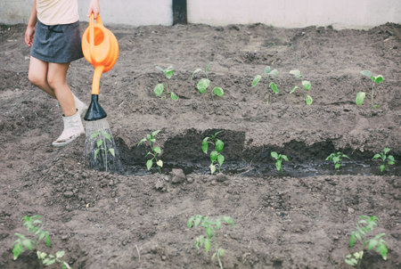 A child waters vegetables from a watering can in the gardenの写真素材