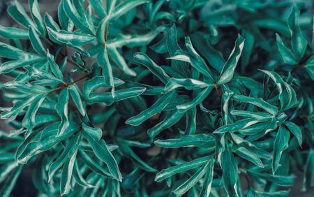 Green leaves of peony. Background. Top viewの写真素材