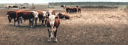 Banner with herd of red and white bulls on a farm in a paddockの写真素材