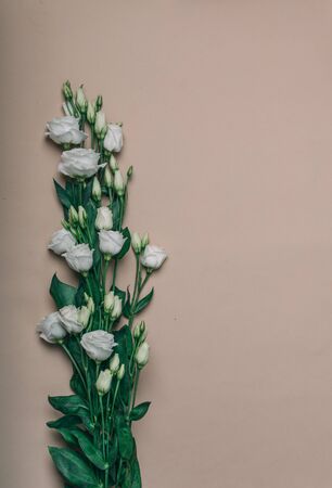 Flower arrangement. Border of fresh flowers in pastel green tones. Summer concept. Flat sunbed, top view, copy spaceの写真素材