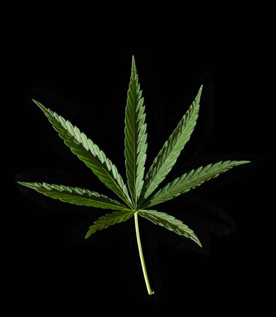 A young green cannabis leaf on a Isolated black background. Medical marijuana, top viewの写真素材
