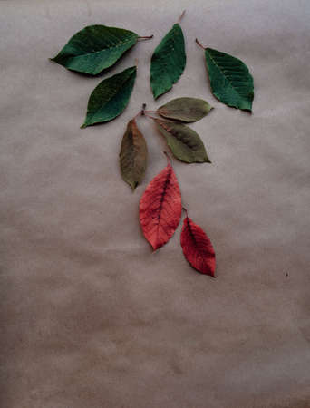 Autumn leaves, Autumn background, Colors of Fall. Autumn theme on a craft background. Copy spaceの写真素材