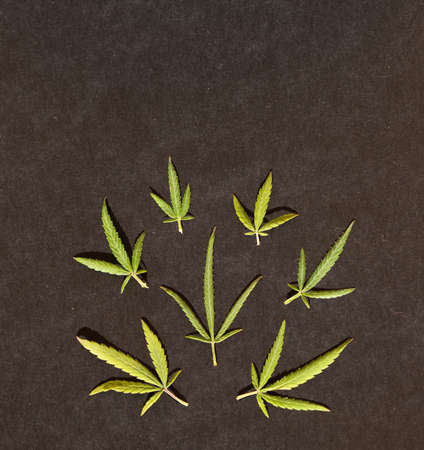 Pattern of different leaves of marijuana and hemp on a black background. Flat lay. Cannabis plant backgroundの写真素材