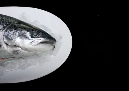 Salmon fish on ice on a white platter. Top view. Black isolated background.