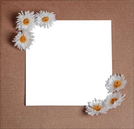 Garden flowers over brown wooden table background. Backdrop with copy space. White blooming chrysanthemums on a white isolated sheet of paperの写真素材