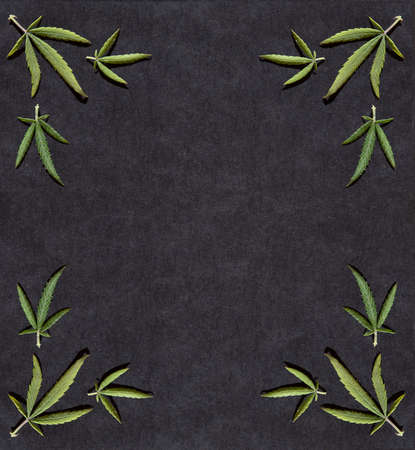 Pattern frame of different leaves of marijuana and hemp on a black background. Flat lay. Cannabis plant background. Copy space. Bannerの写真素材