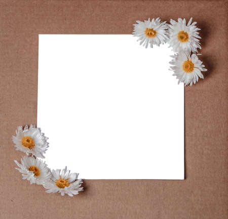 Garden flowers over brown wooden table background. Backdrop with copy space. White blooming chrysanthemums on a white isolated sheet of paperの写真素材