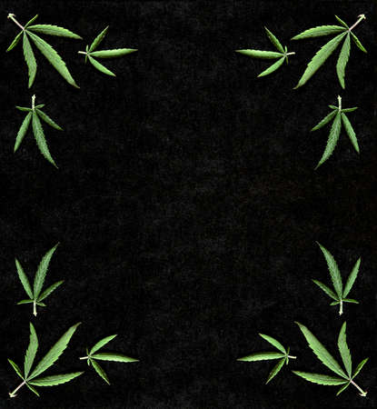 Pattern frame of different leaves of marijuana and hemp on a black isolated background. Flat lay. Cannabis plant background. Copy space. Bannerの写真素材