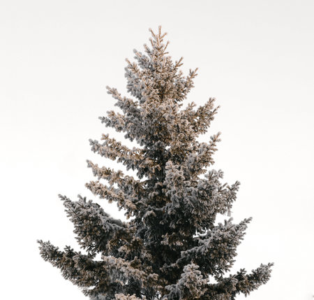 Winter Christmas tree covered with snow isolated on white background. With soft sunlight on top. Tall treeの写真素材