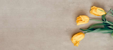 Gift or yellow tulip flowers on gray table.の写真素材