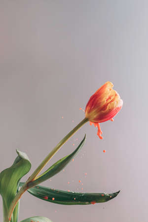 Spring flower of red-yellow tulip with paint jets, brightnessの写真素材