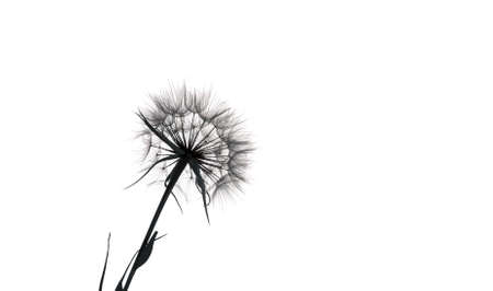 Beige dry Dandelion Silhouette on a white isolated background with copy space. Minimalistic stylish concept.の写真素材