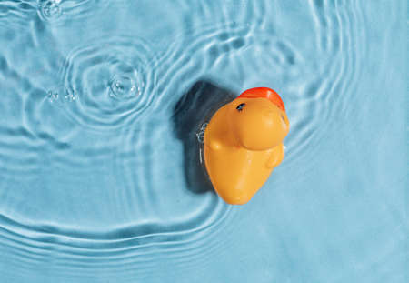Yellow rubber toy duck in a blue pool. Summer concept. Topの写真素材