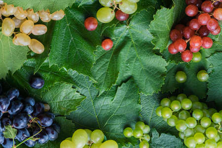 Background of grape leaves and bunches of grapes of different varieties,border,の写真素材
