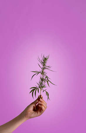 Flowering cannabis plant. Grower holds fresh branch in his hand. Marijuana bloom on purple background.の写真素材