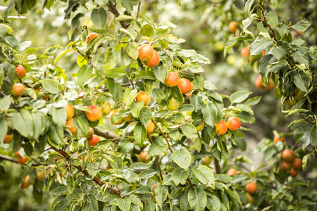 Green-red pear fruits grow on a tree with green foliage in an autumn garden. Lots of ripe pears...