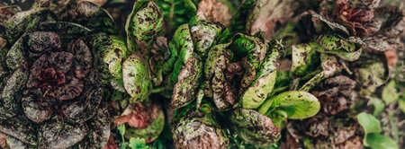 Green lettuce leaves grow in the garden bed. cabbage grows in the garden. Collecting vegetables, harvesting. Gardening.Fresh green Lettuce.の写真素材
