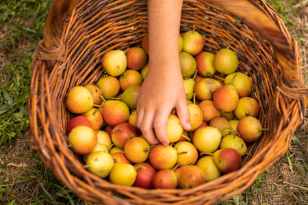Small ripe pears in a wicker basket. autumn harvestの写真素材