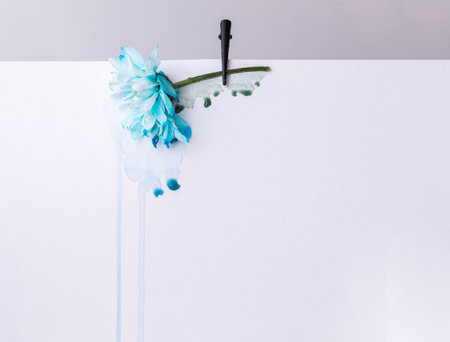 Blue flower chrysanthemum on white background, watercolour flows downの写真素材