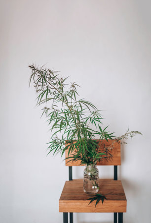 Cannabis branches grace a wooden chair, immersed in waters embraceの写真素材