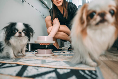 blurred and unrecognizable woman feeding two japanese chins in cozy kitchen setting, concept of...