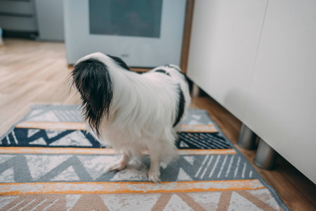 dog with long white and black fur standing on modern patterned rug in bright kitchen, turned away and not looking at camera, concept of pet lifestyleの写真素材