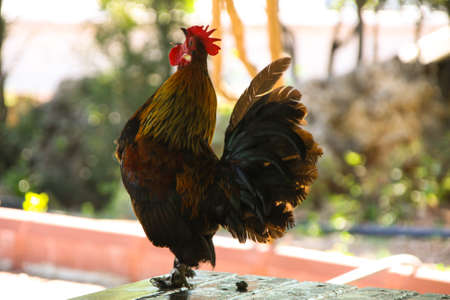 cock is colorfull and early morning wake up and sing outの写真素材