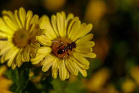 bee is a very hardworking bug. There must be always beings for the continuation of the world.