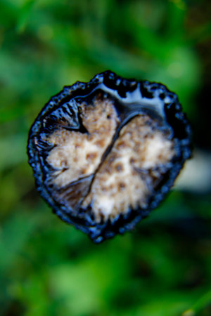 wild mushrooms that are extremely beautiful and hammering make a visual show for us